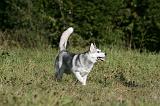 SIBERIAN HUSKY 877